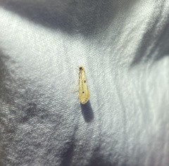 Tinea trinotella