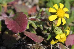 Senecio leucanthemifolius