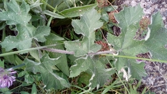 Heracleum sphondylium sphondylium