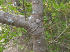 Schinopsis lorentzii