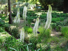 Eremurus himalaicus