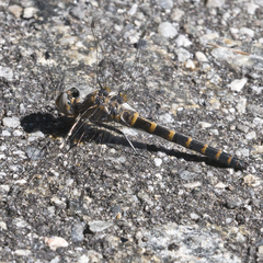 Williamsonia lintneri