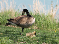 Branta canadensis