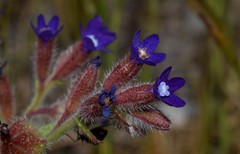 Anchusa hybrida