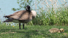 Branta canadensis