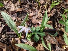 Erythronium propullans