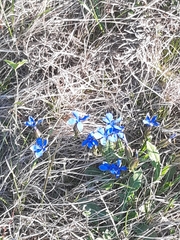 Gentiana verna