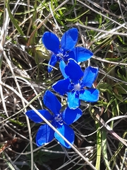 Gentiana verna