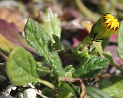 Senecio leucanthemifolius
