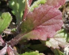Senecio leucanthemifolius