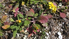 Senecio leucanthemifolius