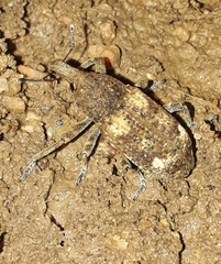 Lixinae
