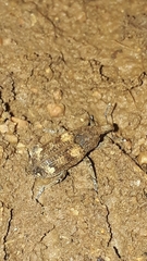 Lixinae