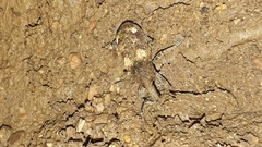 Lixinae