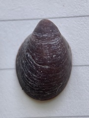 Crepidula convexa