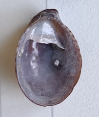 Crepidula convexa