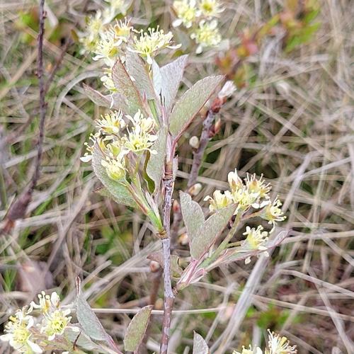 Image of Amelanchier nantucketensis by (c) Matt Pelikan, some rights reserved (CC BY)