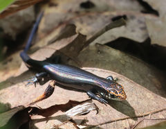 Plestiodon anthracinus