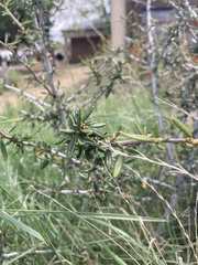 Cercocarpus ledifolius