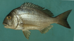 Haffara Seabream photo 2