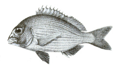 Haffara Seabream photo 4