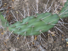 Opuntia