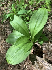 Veratrum parviflorum