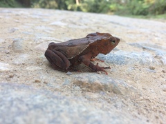 Rhinella hoogmoedi