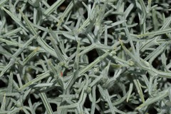 Centaurea spinosa