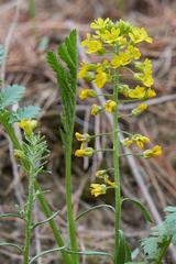 Alyssum montanum gmelinii