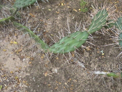 Opuntia