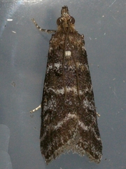 Ortholepis pasadamia