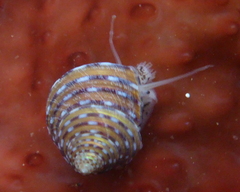 Calliostoma tricolor image