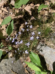 Houstonia serpyllifolia