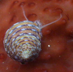 Calliostoma tricolor