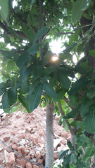 Sapindus emarginatus