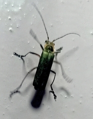 Lycocerus