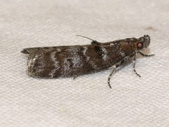 Ortholepis pasadamia