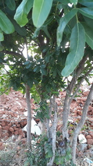 Sapindus emarginatus