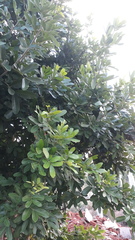 Sapindus emarginatus