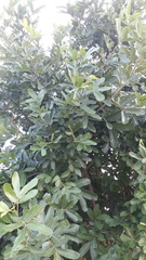 Sapindus emarginatus