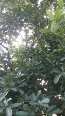 Sapindus emarginatus