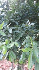 Sapindus emarginatus