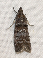 Ortholepis pasadamia