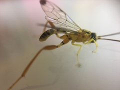 Spilopteron occiputale