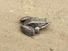 Leptodactylus latrans