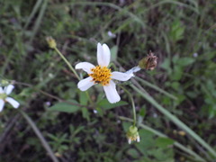 Bidens alba