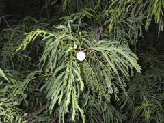 Leucaena leucocephala image