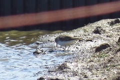 Calidris minuta