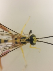 Spilopteron occiputale